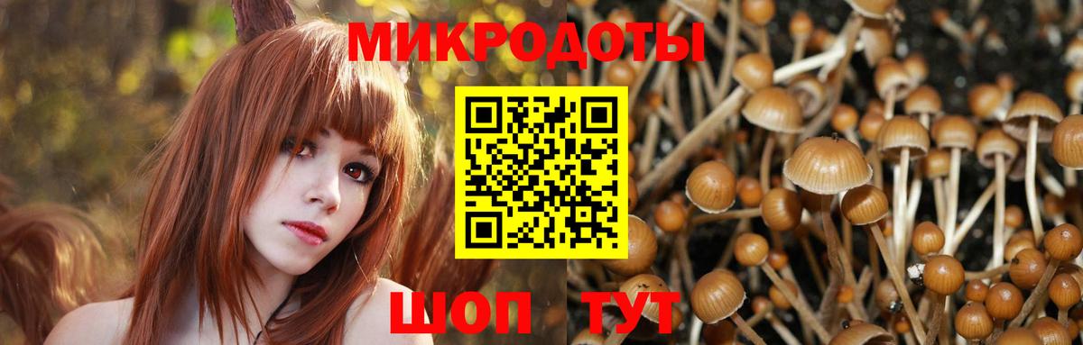 Псилоцибиновые грибы Psilocybe Усть-Илимск